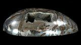 Polished, Pyritized Ammonite Fossil Segments - Russia #60922-1